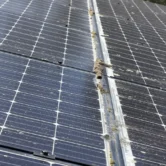 Algae and lichen buildup on solar panels in a coastal San Diego environment