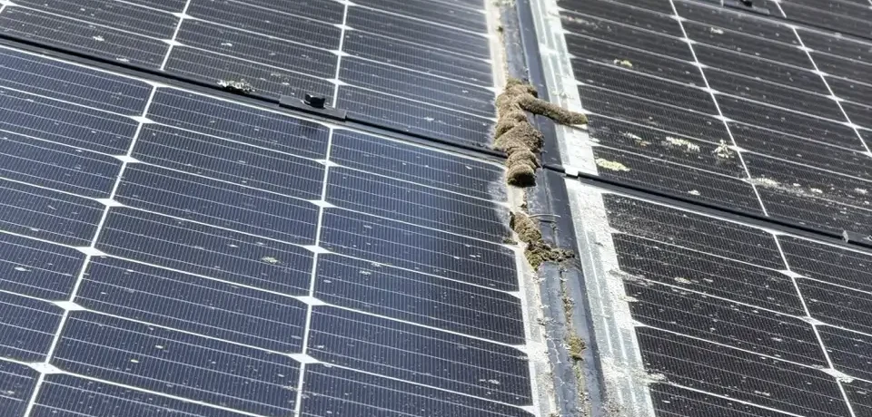 Algae and lichen buildup on solar panels in a coastal San Diego environment