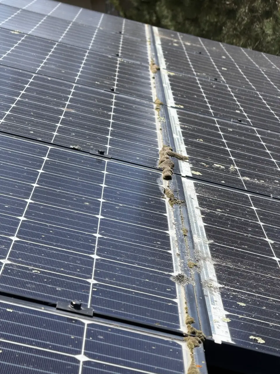 Algae and lichen buildup on solar panels in a coastal San Diego environment